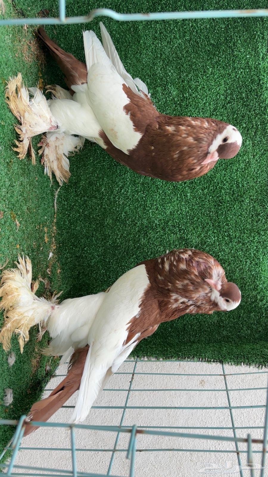 Red Balloon Pair64385244235777113