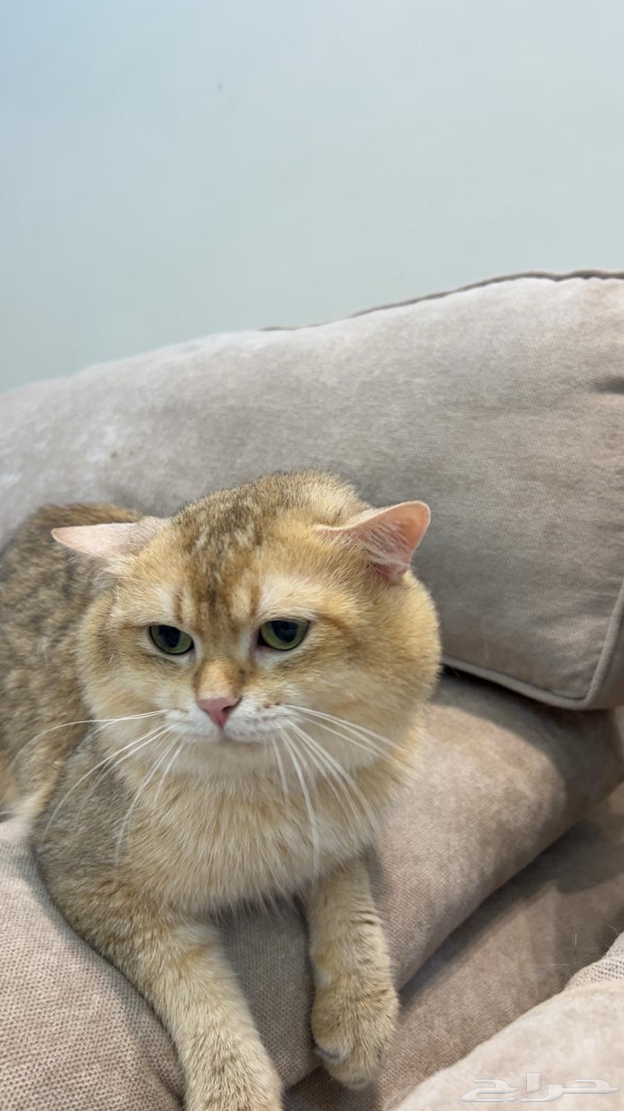 قط سكوتش ستريت للبيع64384883507073111