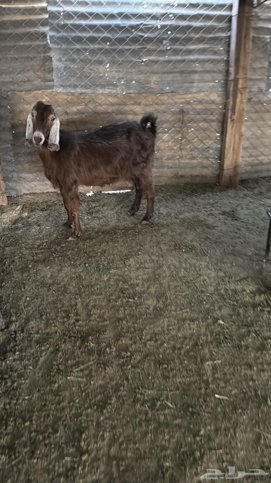 البيع عنز ونجديه دفيع64388661025666110