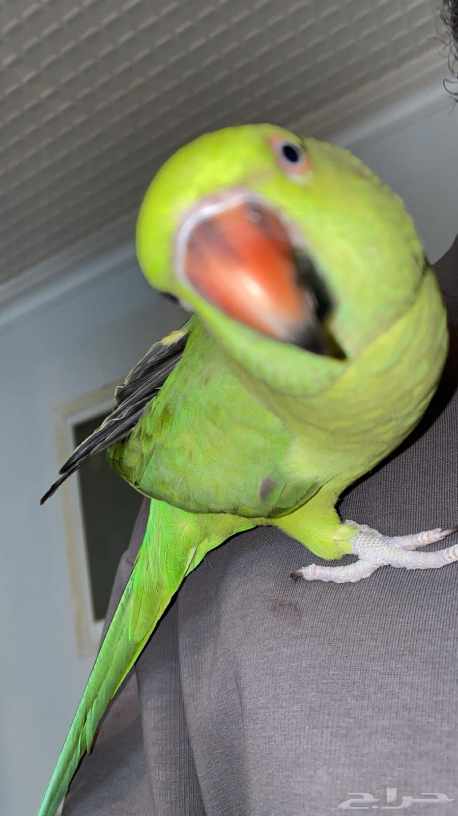 Dera's Parrot64381411022209110