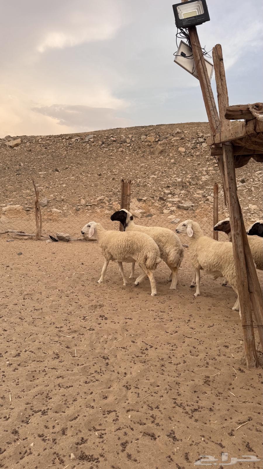 رخال نعيميات مقاني64382583399683114