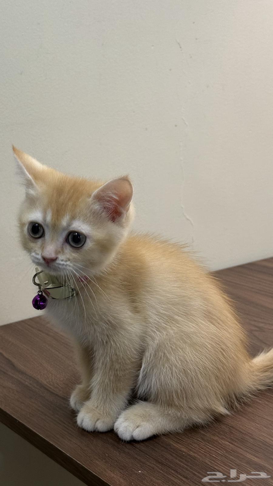 قطط سكوتش ستريت للبيع64390995509379111