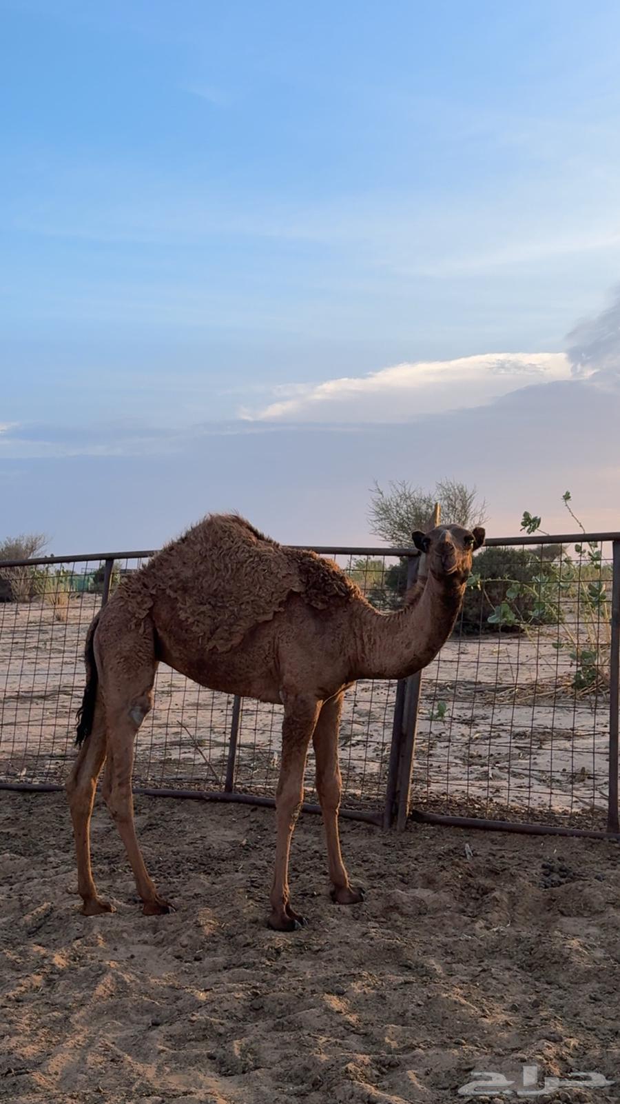 بكره صفراء دبيانيه عمرها 5 اشهر طيبه توصل وتساب64388976837121110