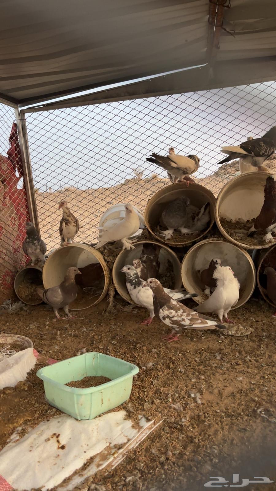 حمام للبيع64388051589249113