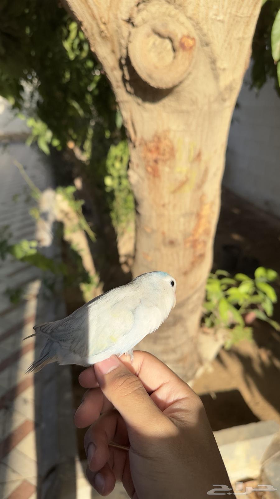 Day Bird64380374016130112