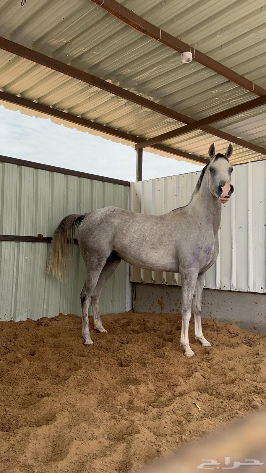 Purebred mare, sound condition64378454989697112