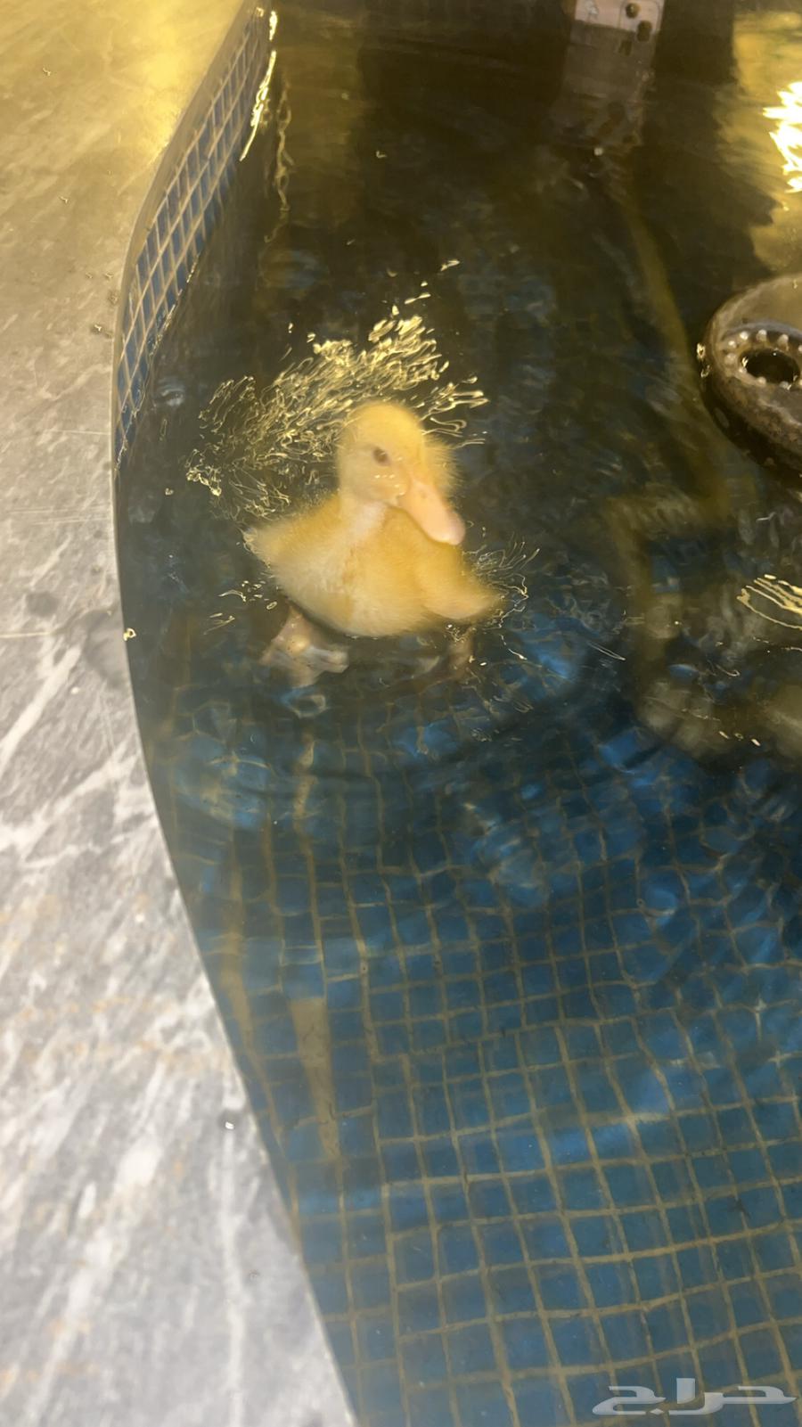 بط بكيني للبيع نضيف وفروخ بسعر مناسب64377535416451113