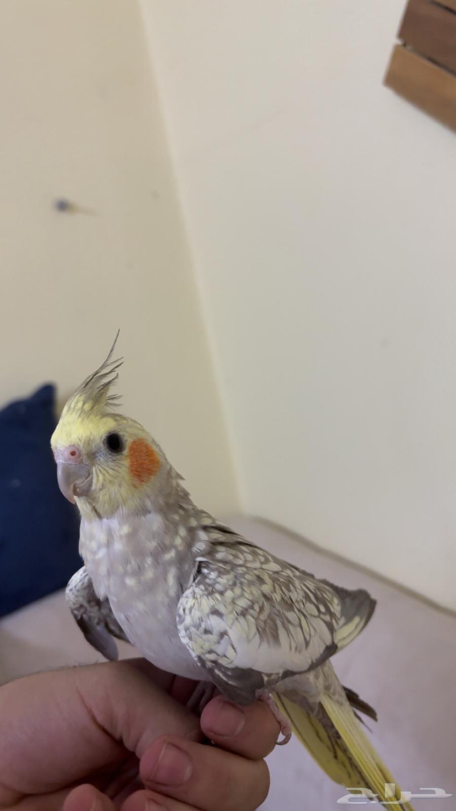 فردتين كروان اليفه64390165802113114