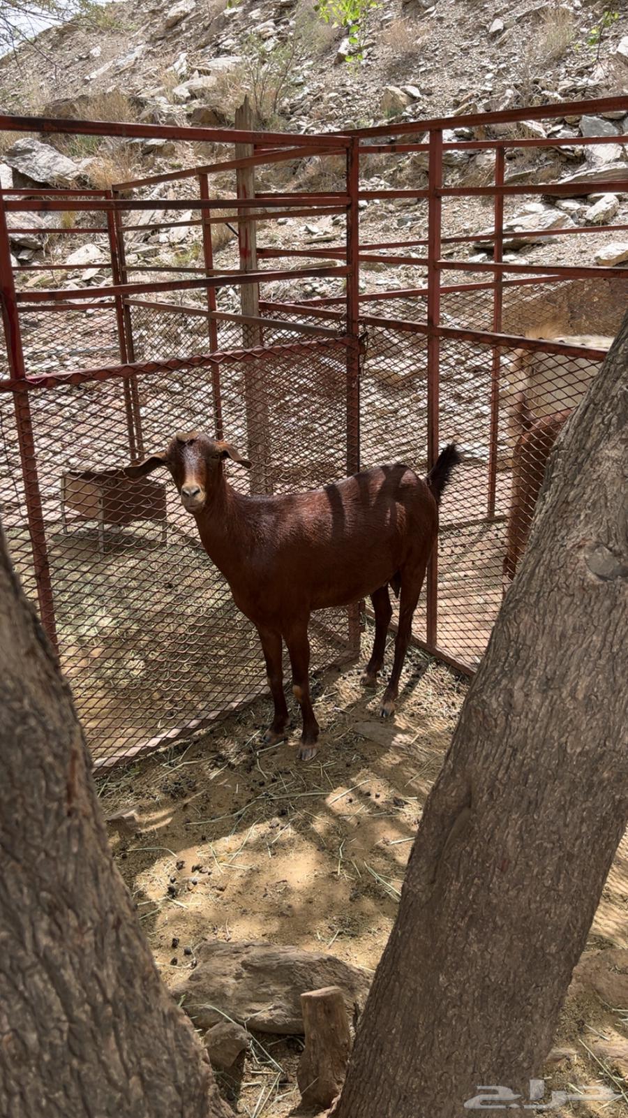 2من المعزا وحده دافع وثانيه مدري عنه الحد 1850 اذكرو الله64384092199555112