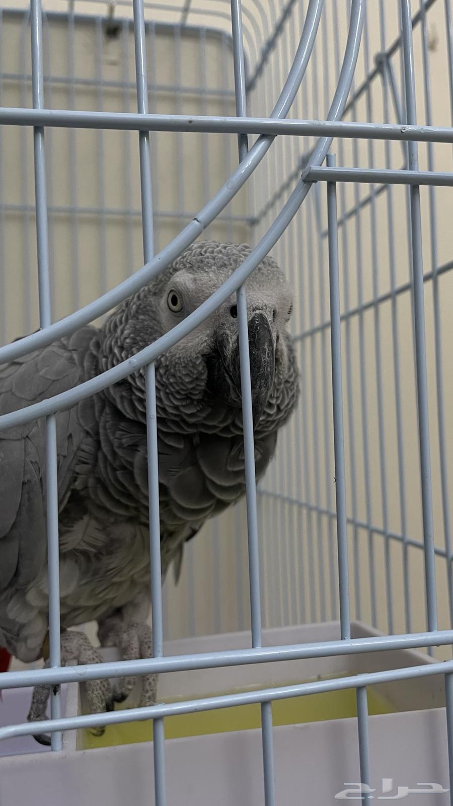 كاسكو للبيع64387967705218114