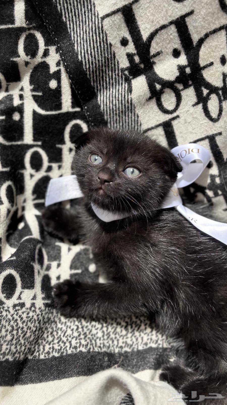 سكوتش العمر 5 شهور للبيع ب 500 ريال فرصة64378978076675110