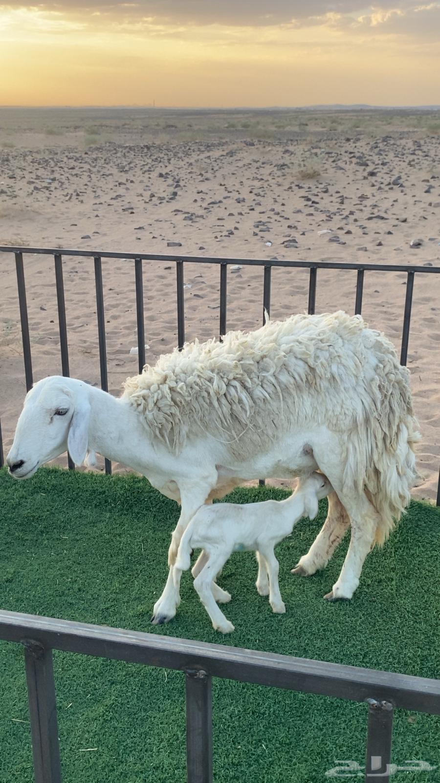 خلفه متبع تم البيع64387285871491113