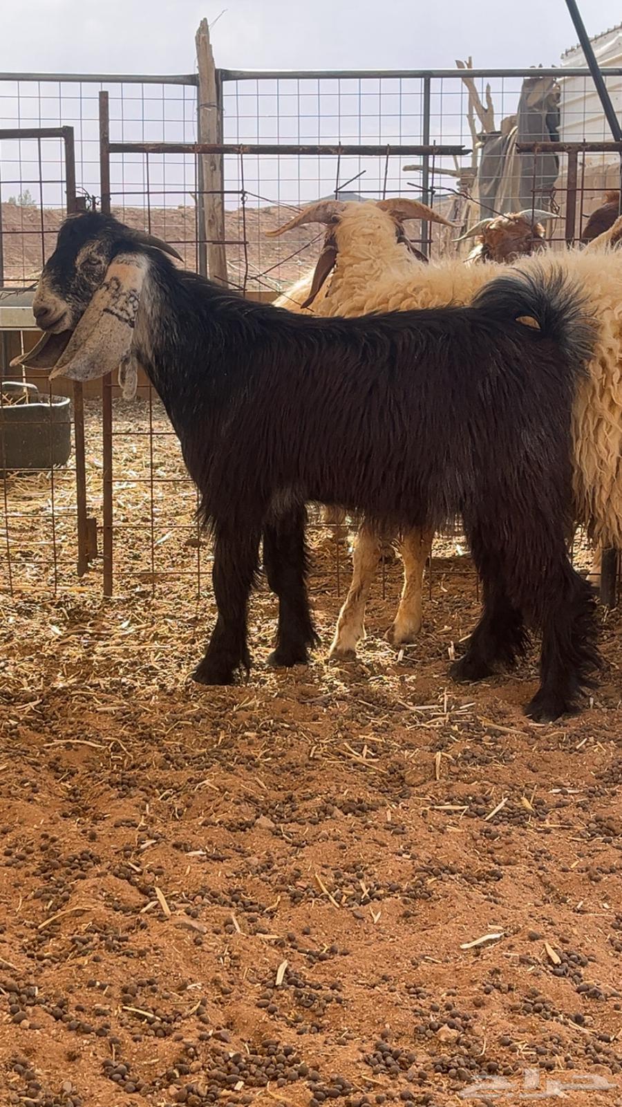 طليان للبيع تم البيع64386668734595112