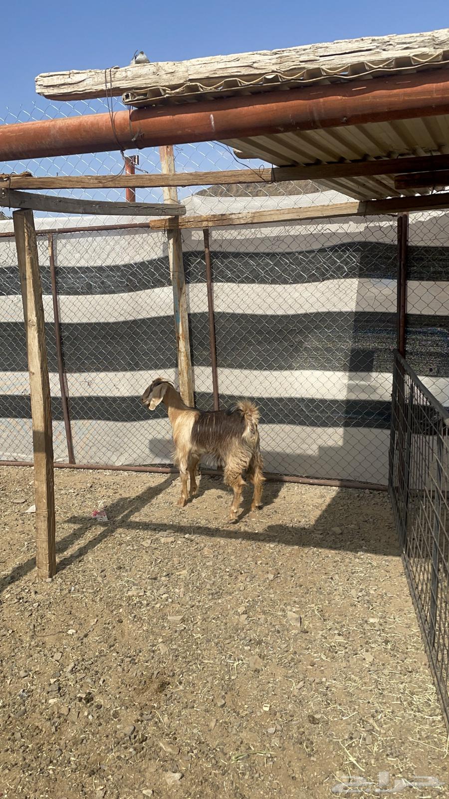 A fine sacrificial goat available through Al-Hayl (Sold)64385956399234112