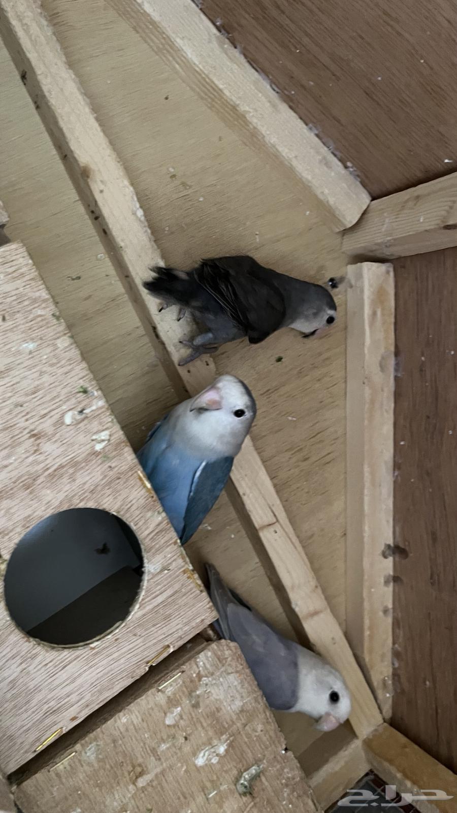 طيور روز64385775581825110