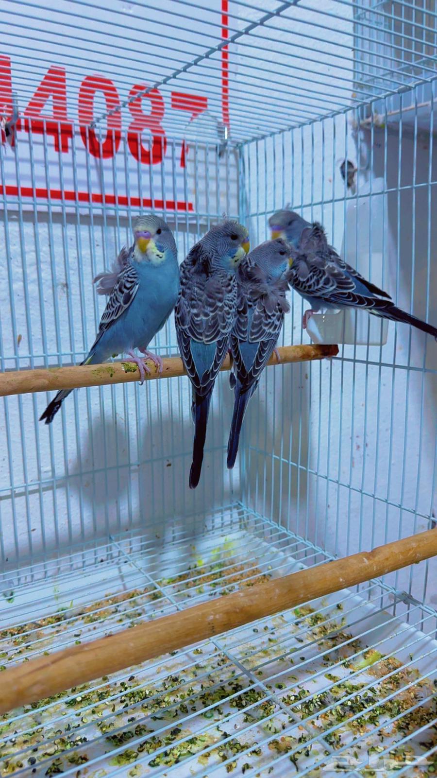 فرايد بادجي هوقو بلاك64380609742721113