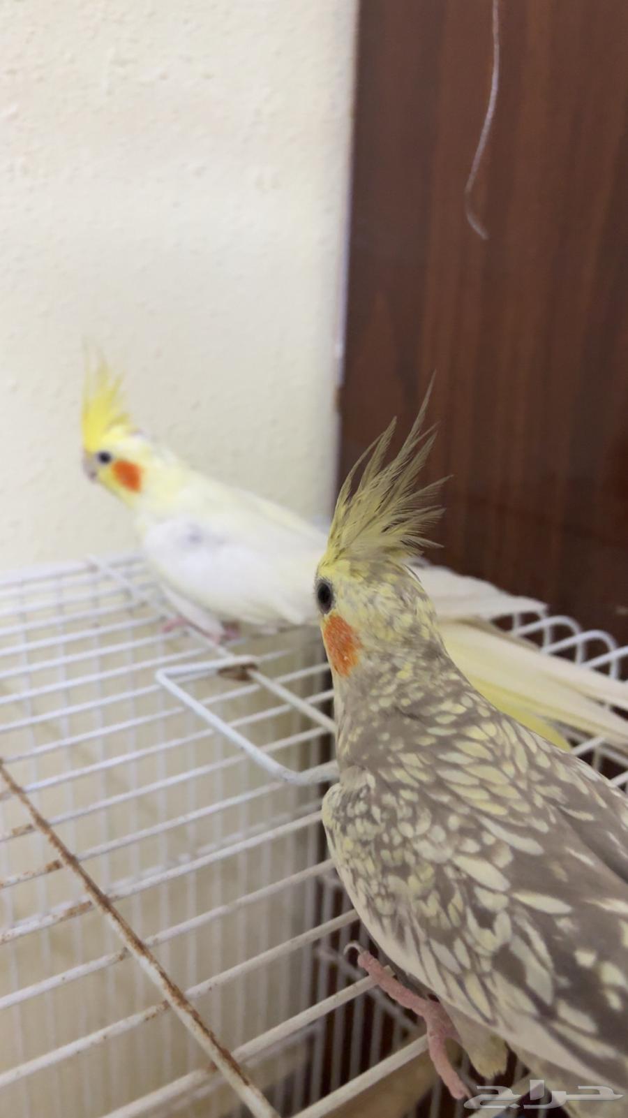 فردتين كروان اليفه64390165802113113