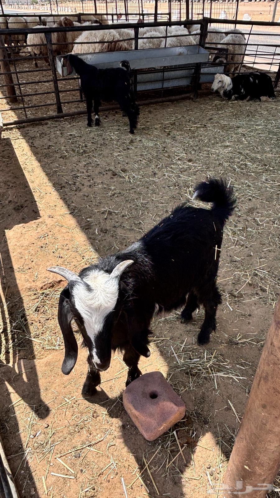 للبيع اقساط تيوس برية ب 299 ريال دفعة اولى64381864506114112