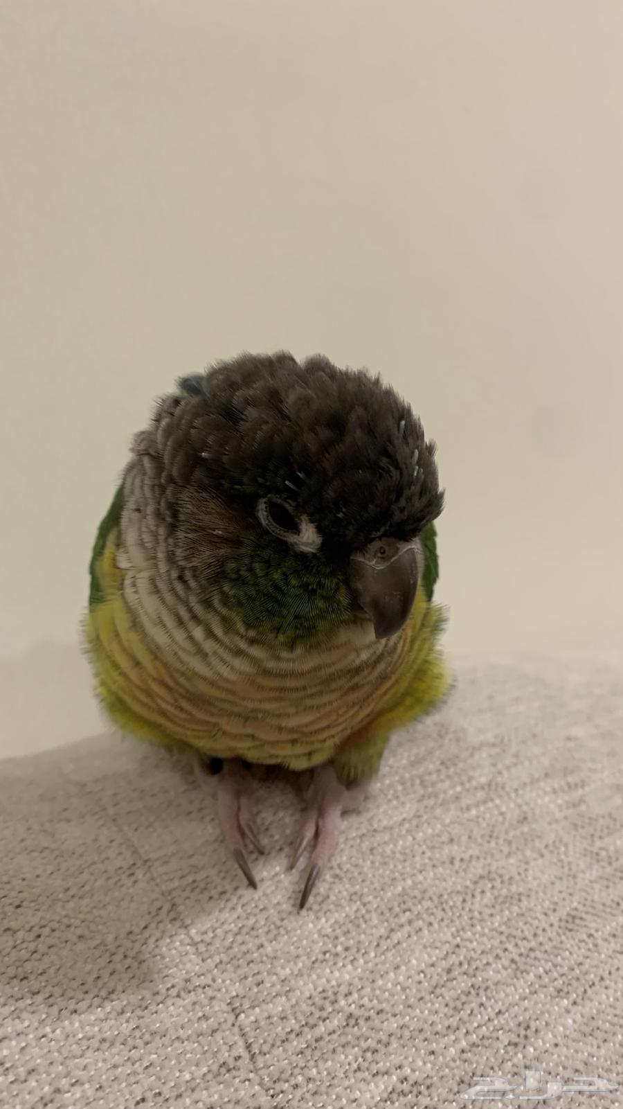 ببغاء كنيور يلو سايد64386431219075112