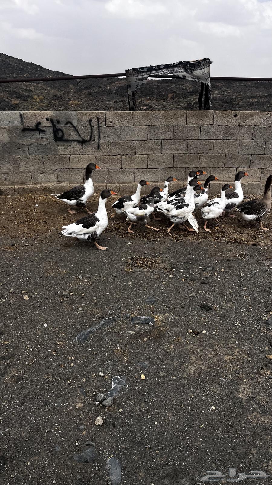 وز للبيع64390554953474110