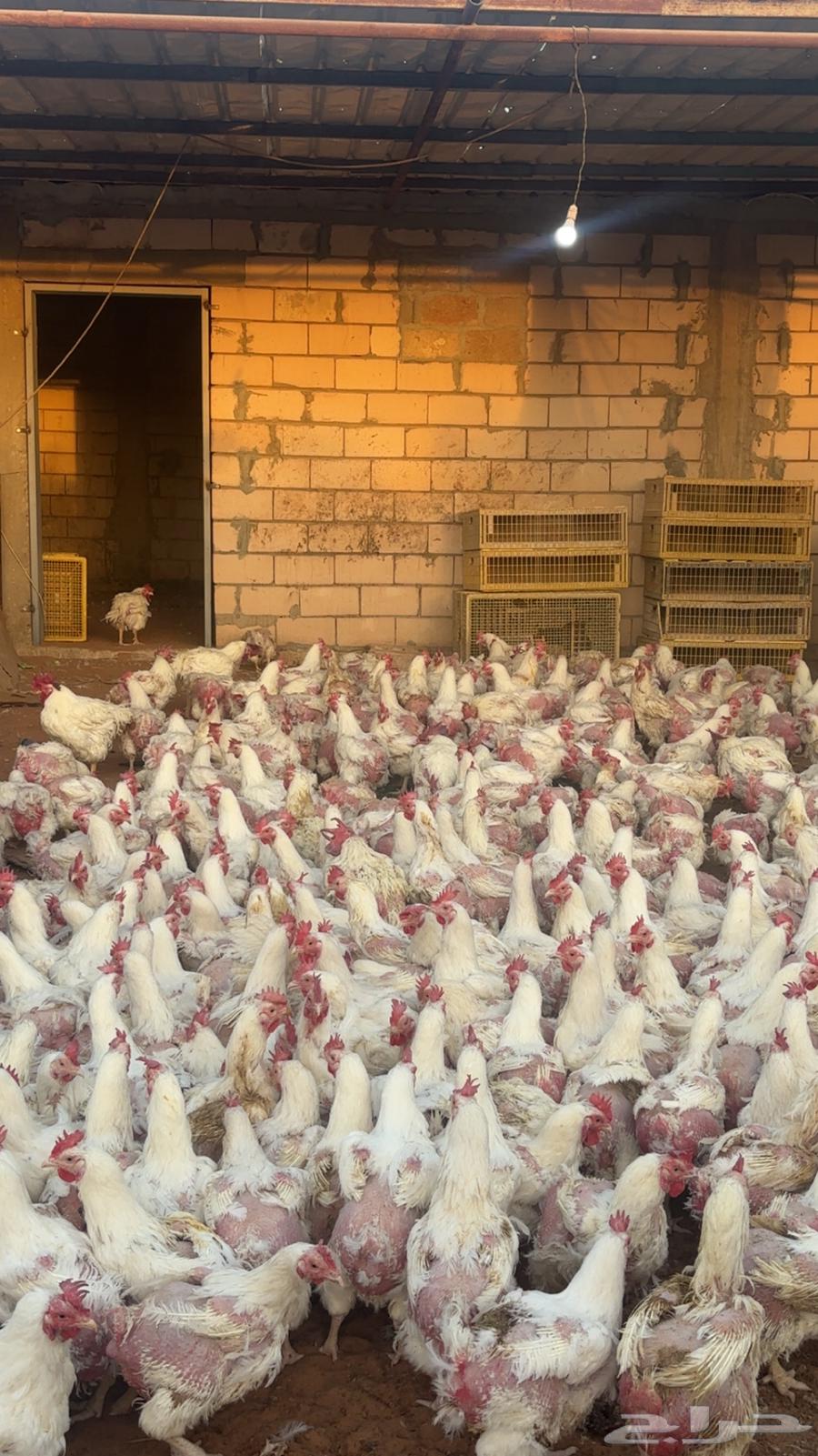 دجاج 16ديواك 23يوجد توصيل الرياض الخرج64378862103298110