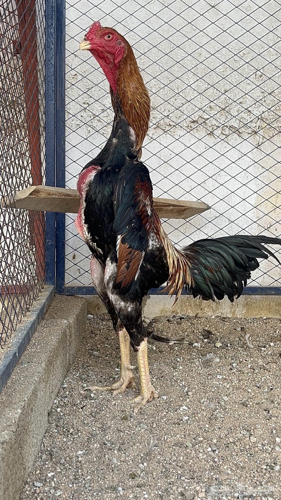 ديك شامو ياباني اوساكا64378774764930110