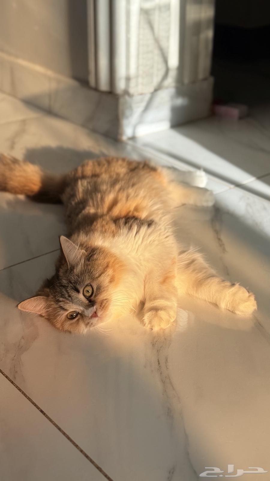 قطه تحب العب64386947811585110