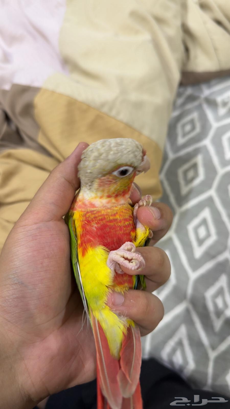 ببغاء كنيور رد دبل فاكتور64381976167427113