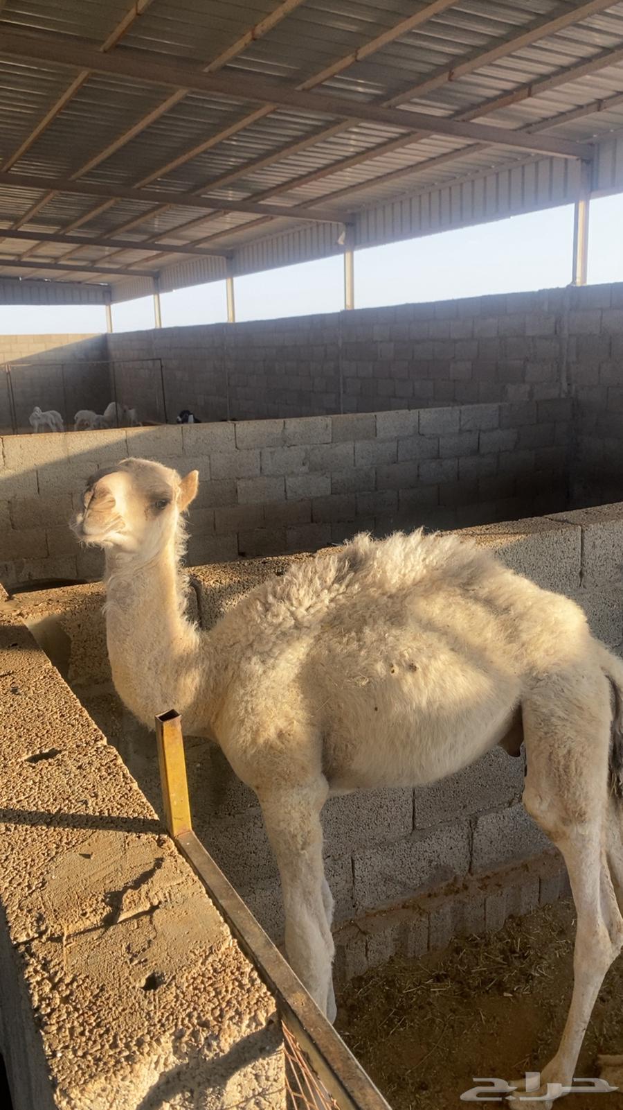 قعود ضيار للبيع64388399231489110