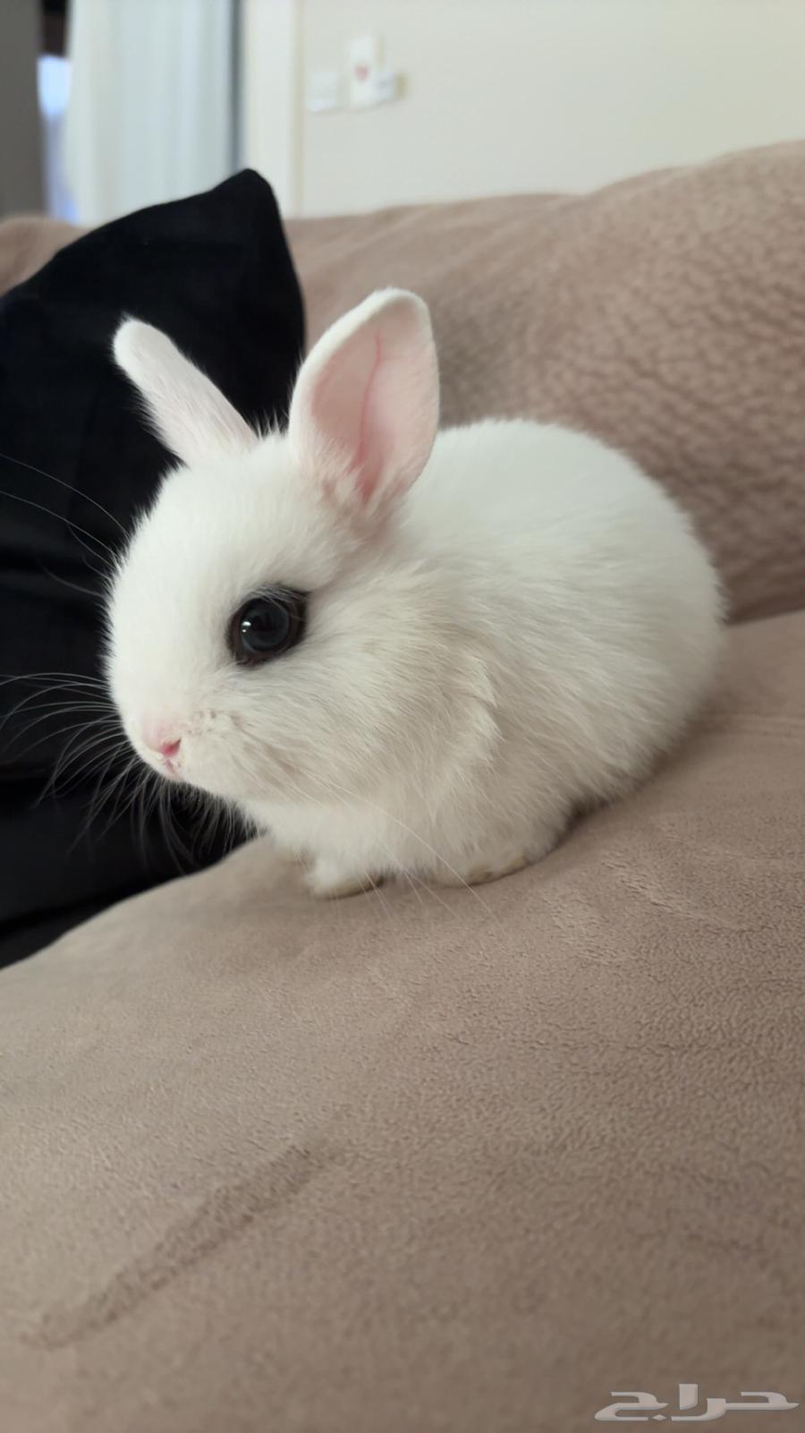 ارنب هتوت قزم للبيع64383358377987110