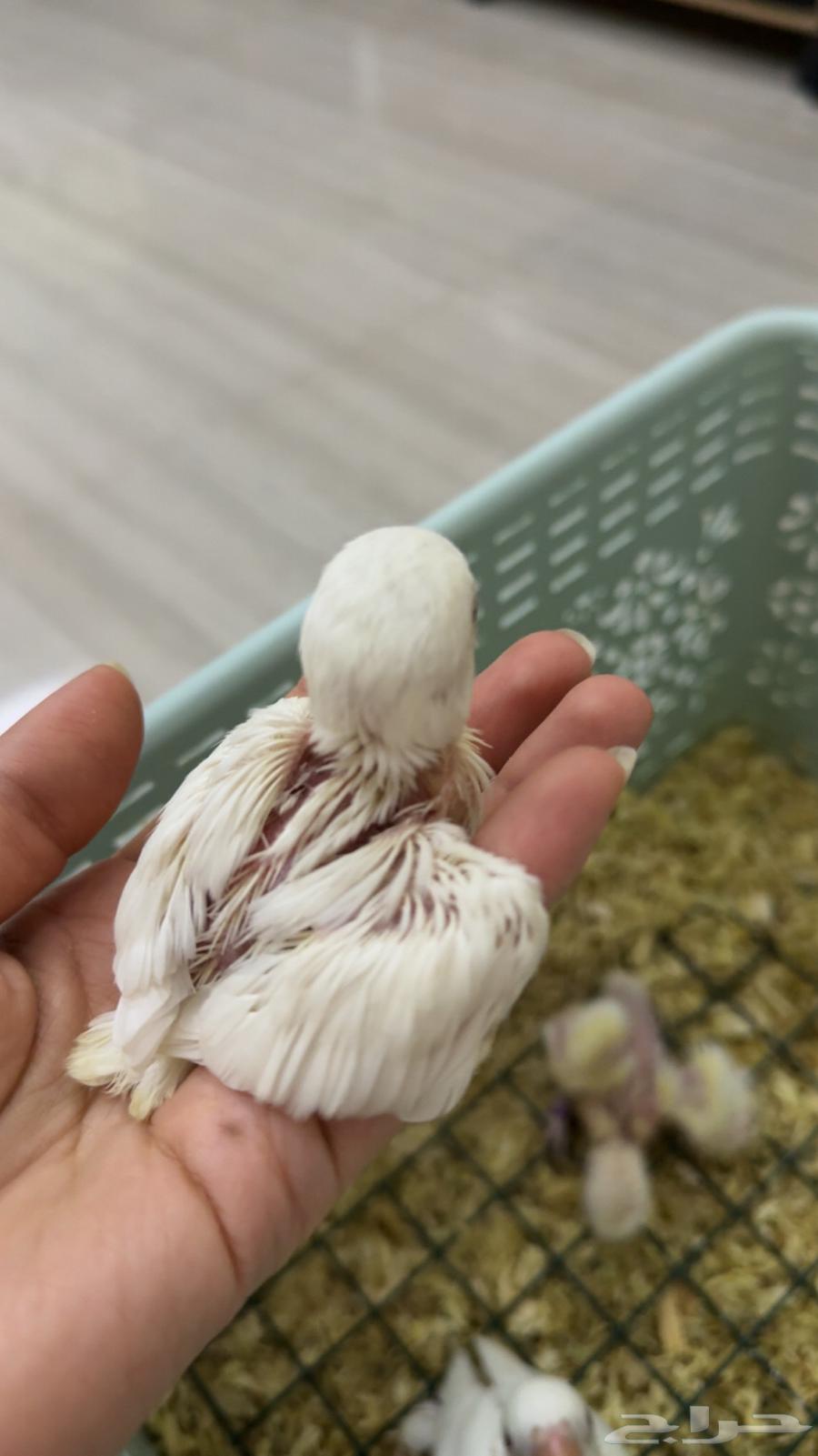 فروخ البينو64386360733953111