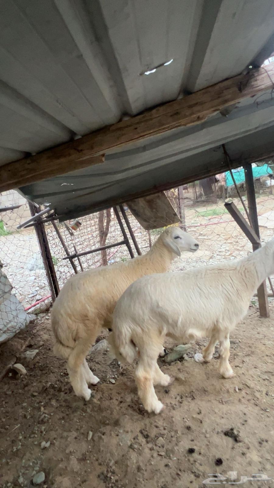 خرفان للبيع64389791691779112