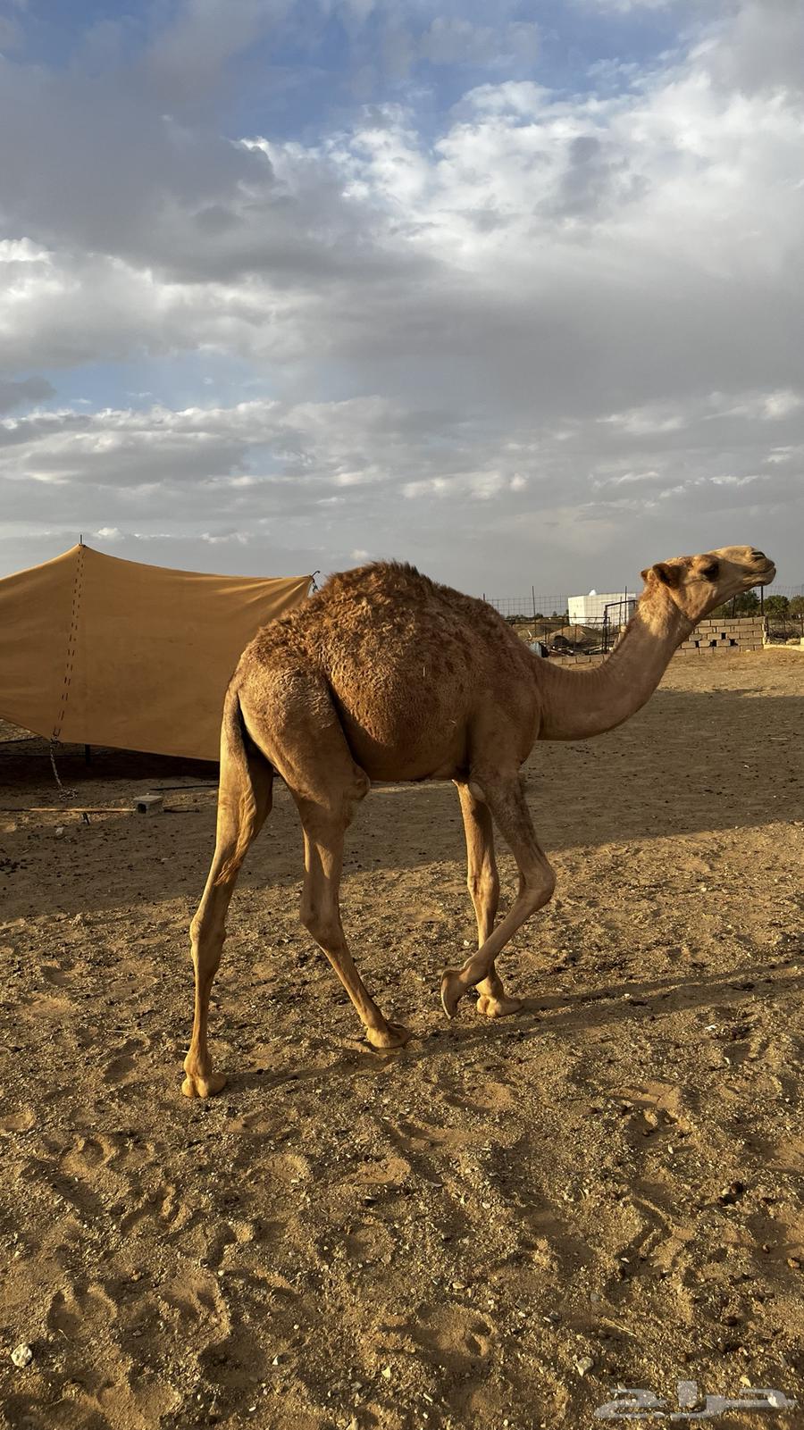 قعود قصب للبيع64387118024707111