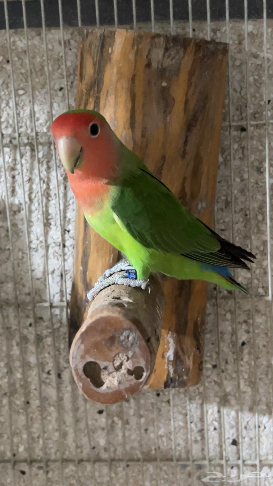 For sale jumbo size rose nuts, stopped on sum, his share64378818424963113