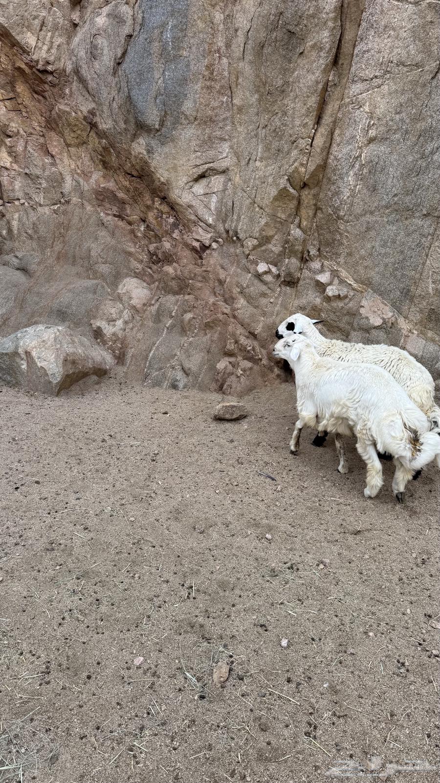 للبيع خرفان بلديات64386766310402113