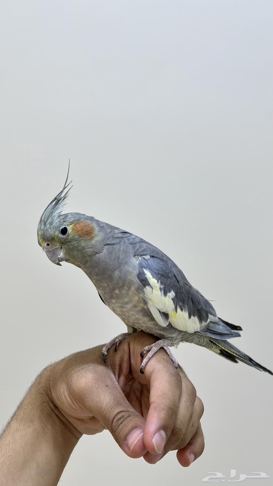 انثى كروان64388190112897110