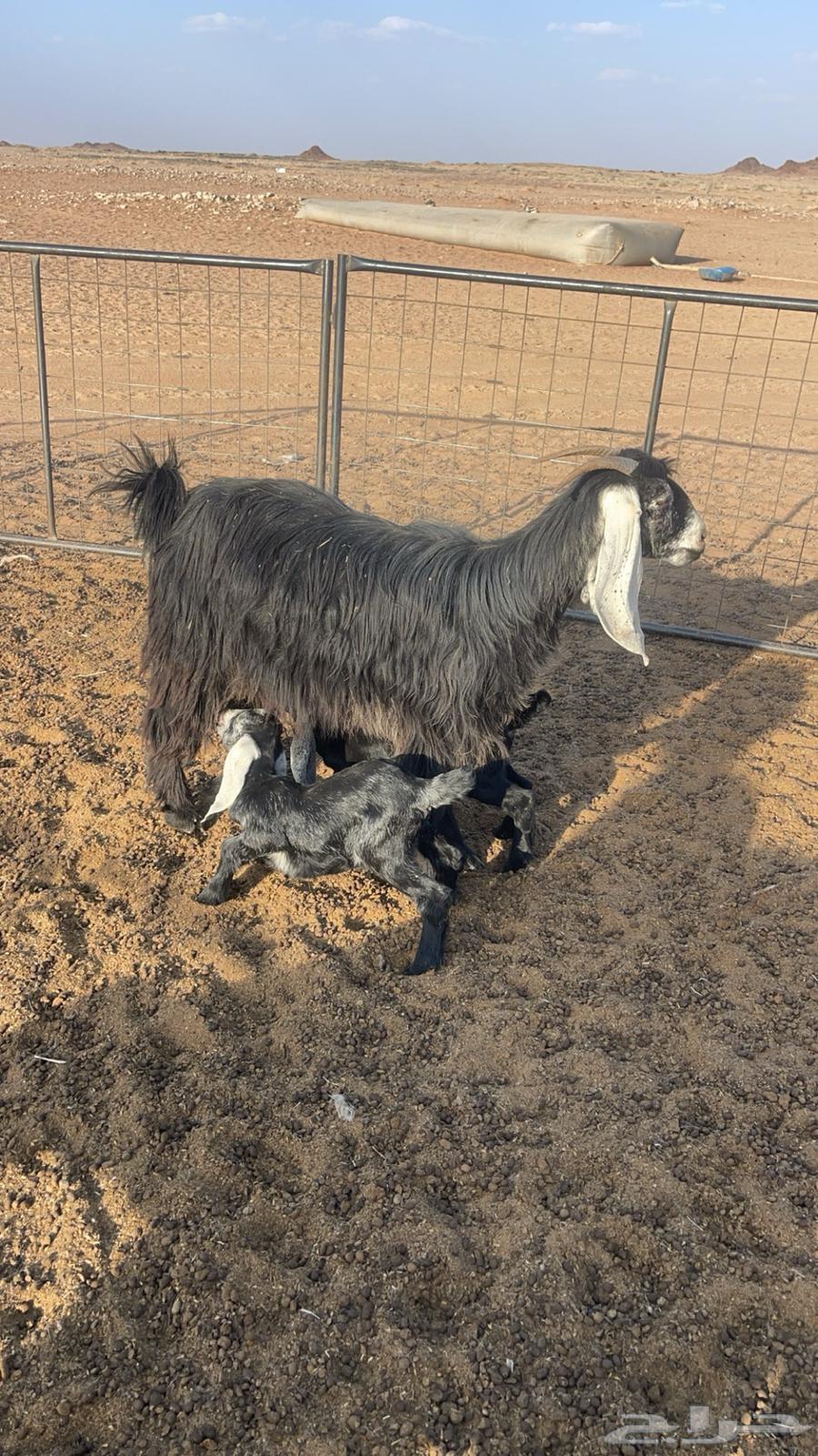 Goat Defects Parent64382969849857114