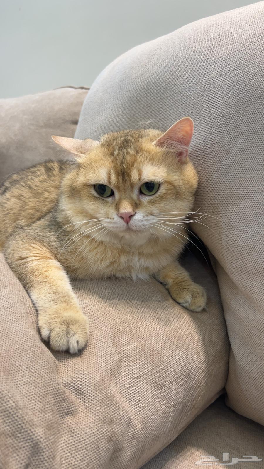 قط سكوتش ستريت للبيع64384883507073113