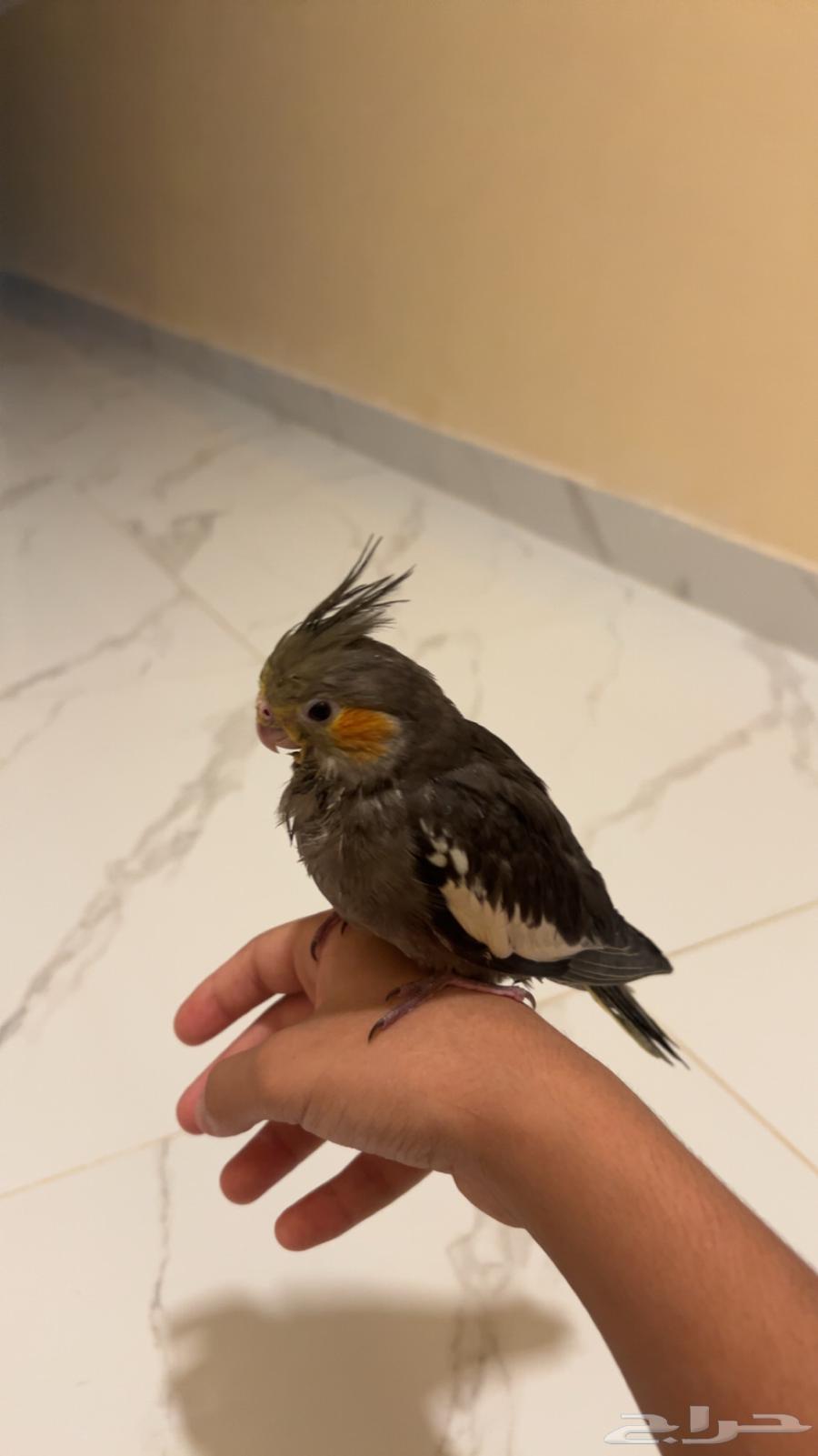 فرخ كروان الون موضح بصوره ( نورمال) العمر32 مولود28 يوليو64385369920131112