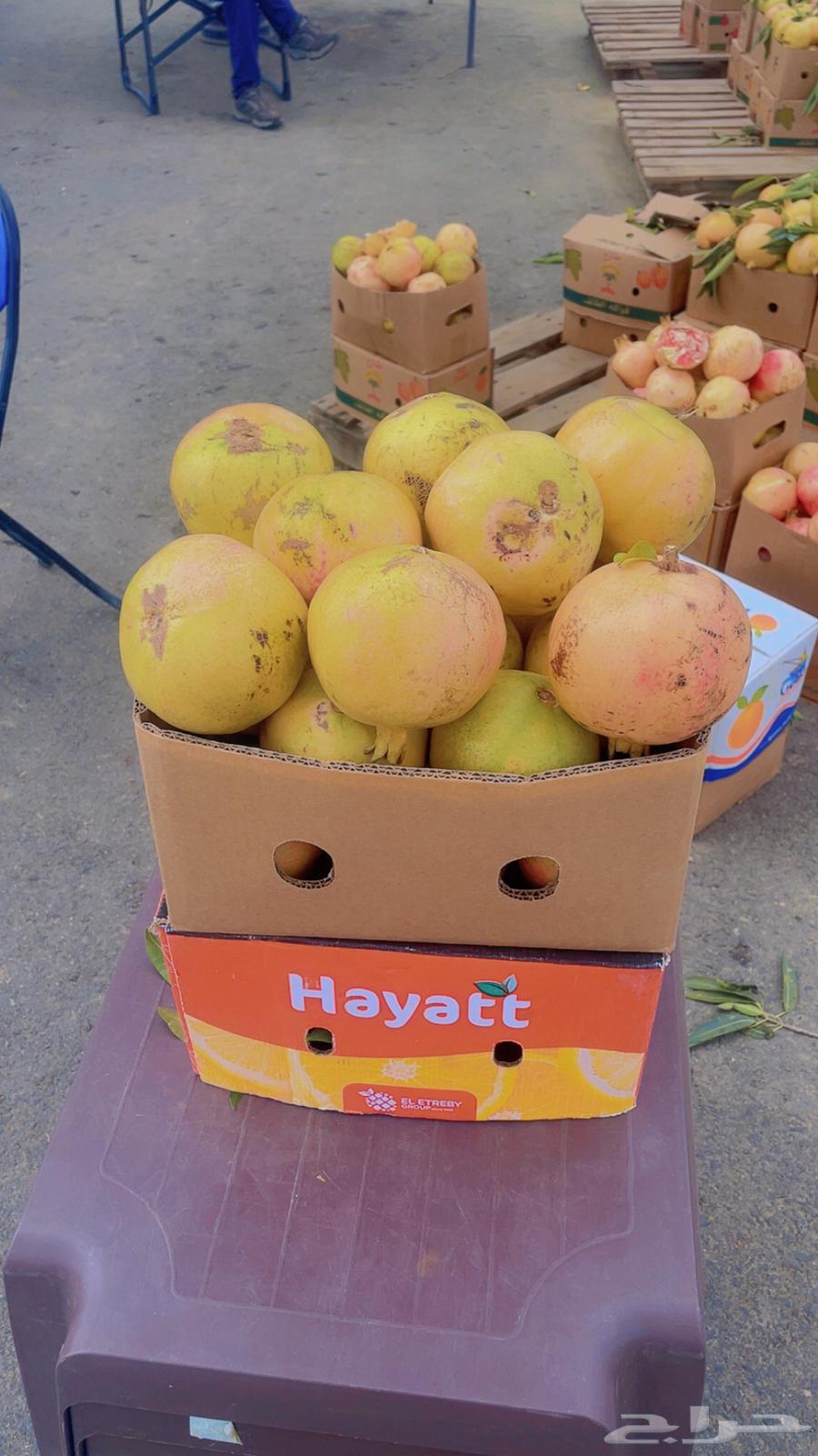 رمان بيدة. تربة مراوه(ويوجد لدينا توصيل )64384675048578113