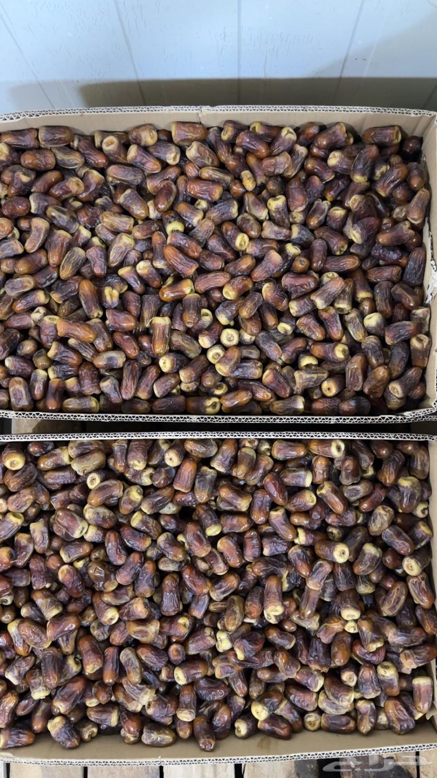 برني العيص64390747757699112