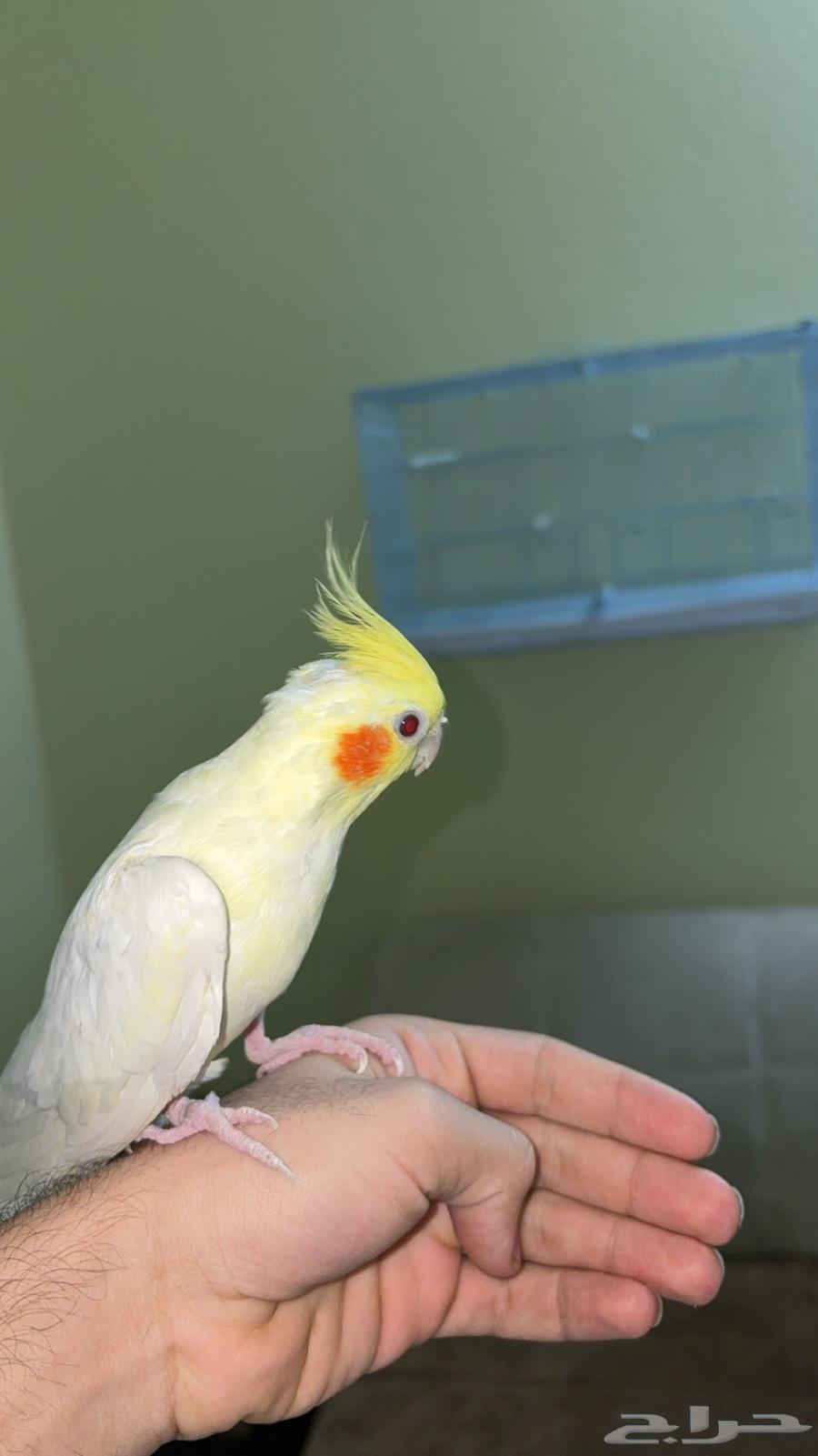 فردتين كروان اليفه64390165802113112