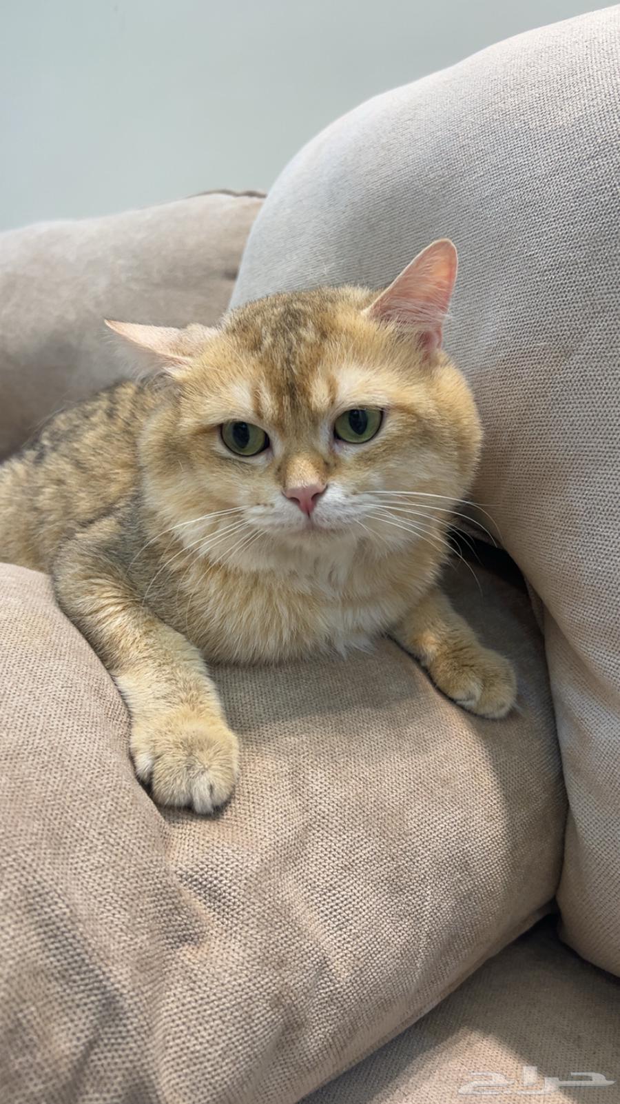 قط سكوتش ستريت للبيع64384883507073112