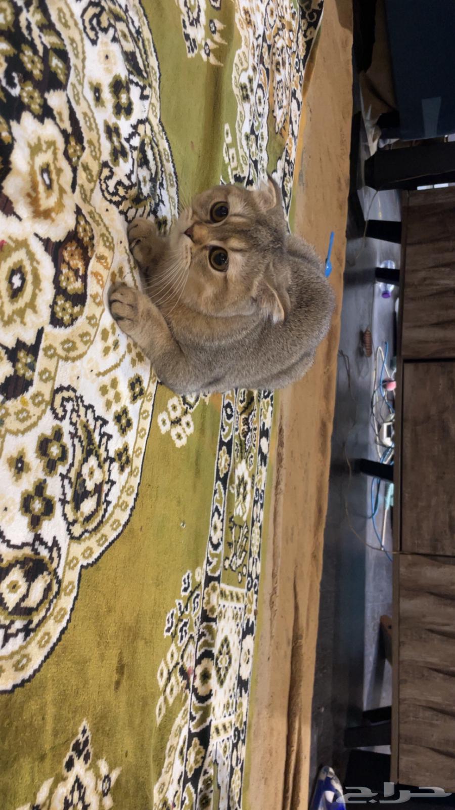 قطط سكوتش للبيع64378105543043113