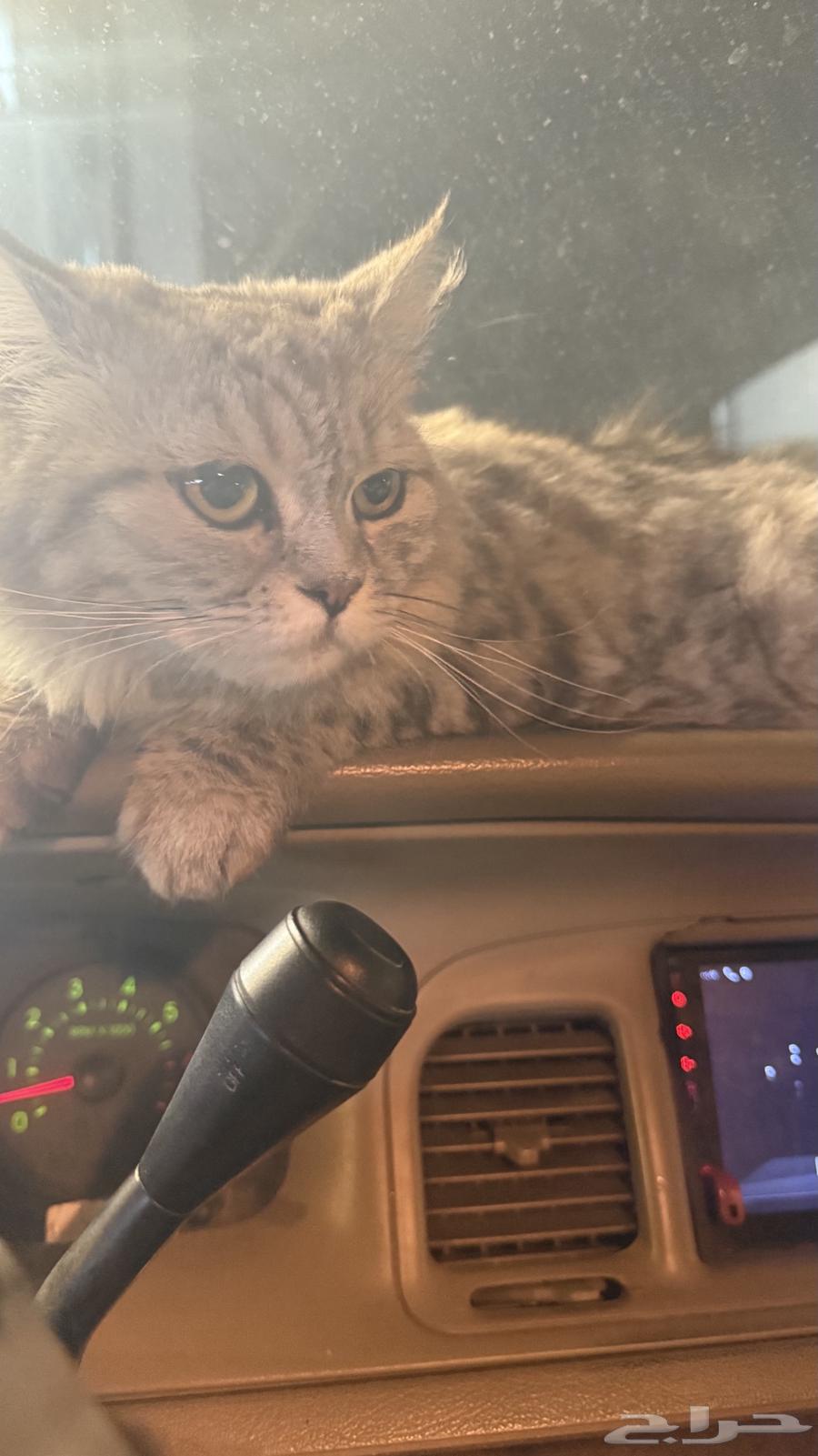 قطة شيرازية للبيع لاعلى سوم64391892913666112