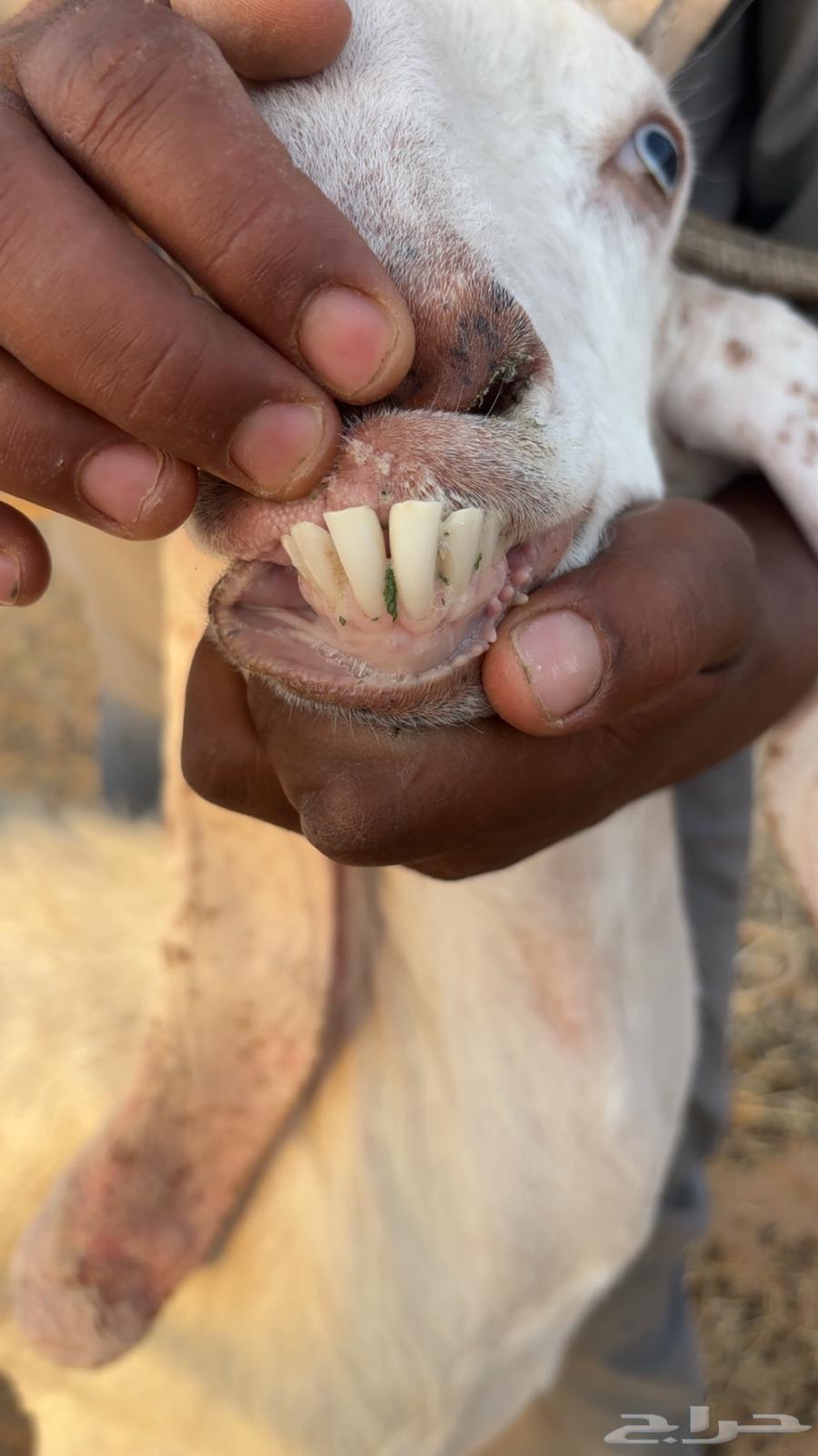 Goat with good milk production, two offspring underneath64388287779203110