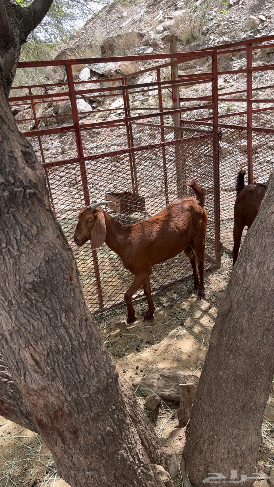 2من المعزا وحده دافع وثانيه مدري عنه الحد 1850 اذكرو الله64384092199555113