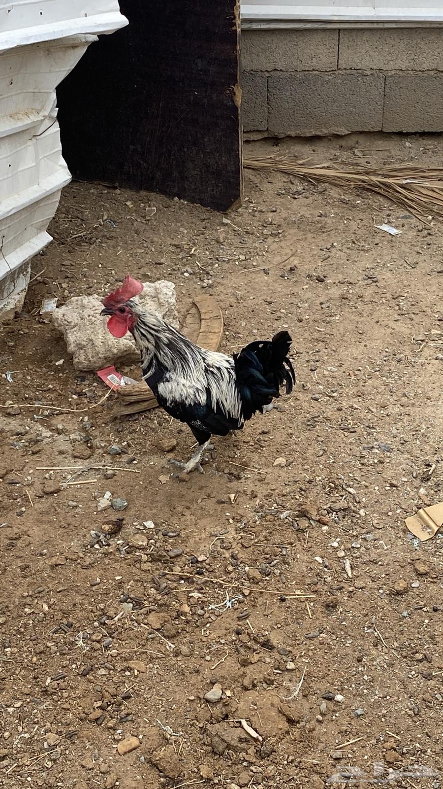 ديكه للبيع64383414381187111