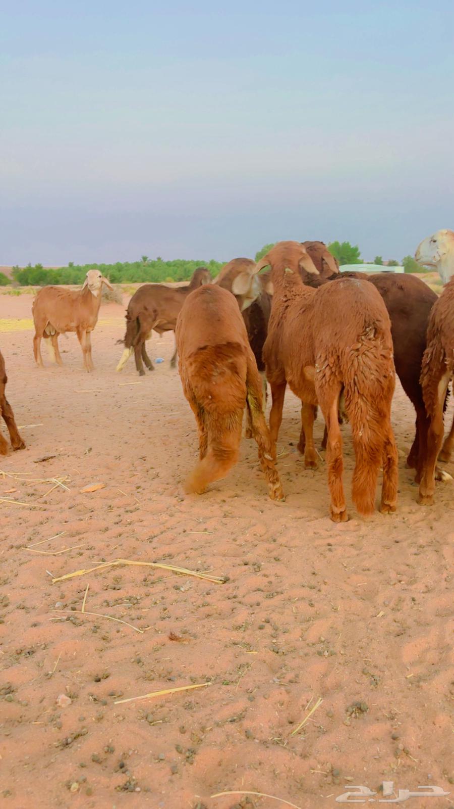 سواكن جذعان مرابي64387760046722111