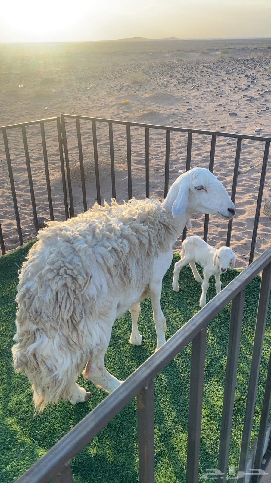 خلفه متبع تم البيع64387285871491111